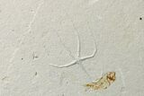 Cretaceous Fossil Brittle Star (Geocoma) and Two Fish - Lebanon #162728-2